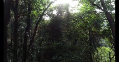 Yeşil ormanda güneş ışığı