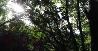 Yeşil ormanda güneş ışığı