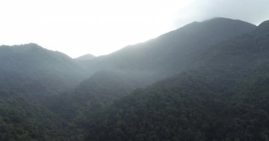 Bahar dağında çiçek açan kastanopsis fissa ağaçları