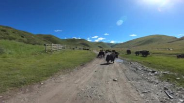 Güneşli bir günde otlayan öküzlerle dağ yolunun güzel bir manzarası.