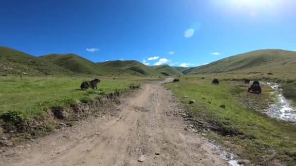 Una Hermosa Vista Carretera Montaña Con Yaks Pastoreo Día Soleado — Vídeos de Stock