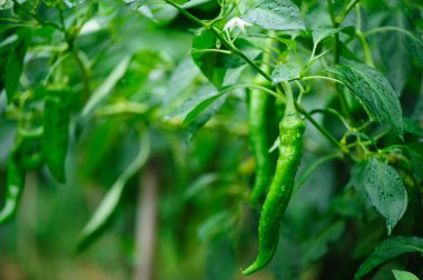 Sebze bahçesinde yeşil biber bitkileri büyüyor