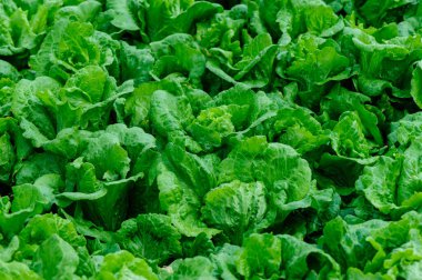 Sebze bahçesinde yeşil marul yetişiyor.