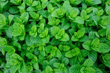 Yeşil nane bitkileri sebze bahçesinde yetişir.
