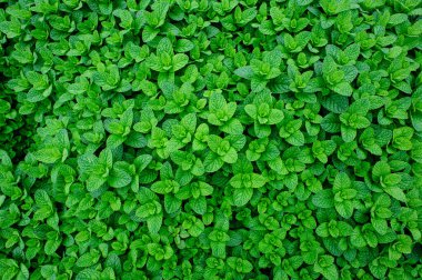 Yeşil nane bitkileri sebze bahçesinde yetişir.