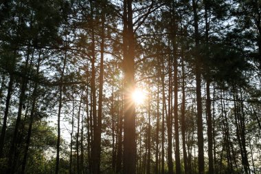 Ormanın üzerinde gün doğumuyla güzel bir manzara.