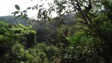 Yeşil ağaçlı yeşil ormanın manzarası