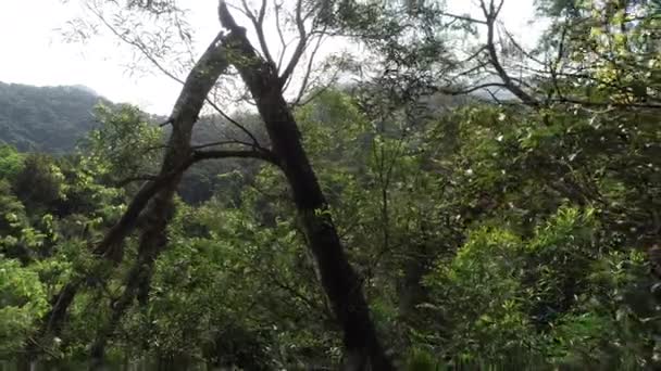 Vedere Pădurea Veșnic Verde Copaci Verzi — Videoclip de stoc