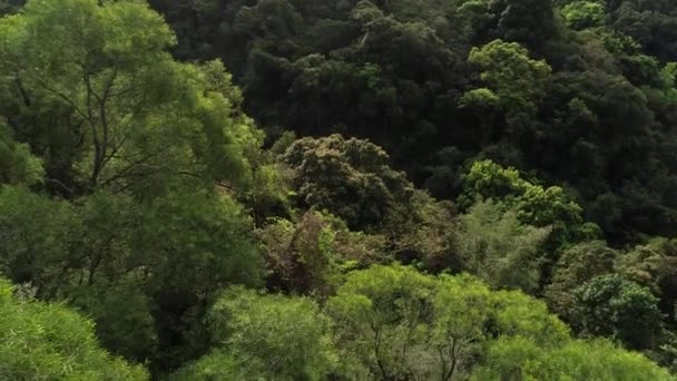 Aerial View Tropical Forest Spring — Stock Video