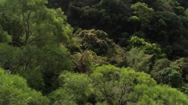 İlkbaharda tropik ormanın havadan görünüşü