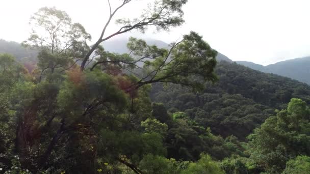 春季热带森林的空中景观 — 图库视频影像