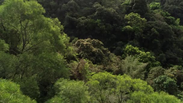 Pemandangan Udara Hutan Tropis Musim Semi — Stok Video