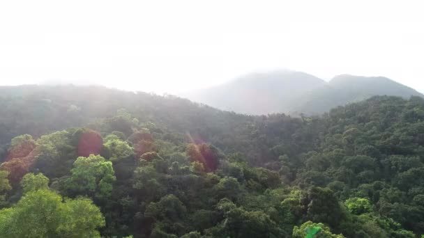 春季热带森林的空中景观 — 图库视频影像