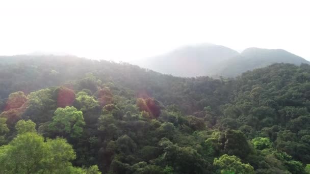 Luftaufnahme Des Tropischen Waldes Frühling — Stockvideo