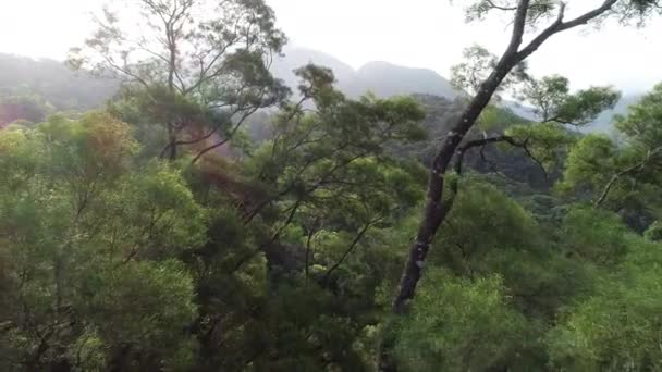 Flygfoto Tropisk Skog Våren — Stockvideo
