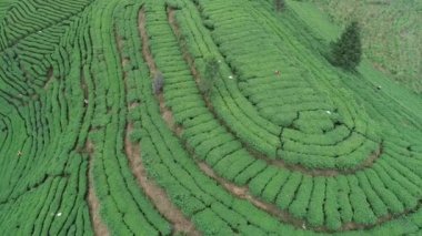 Bahar dağlarında yeşil çay ağaçları