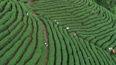 Bahar dağlarında yeşil çay ağaçları