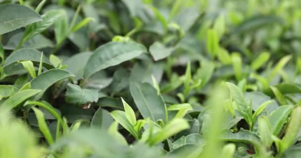 Tea Leaves Spring Close View — Stock Video