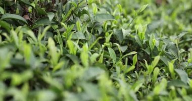 Baharda çay yaprakları, manzarayı kapat