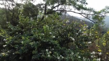 Dağlarda yetişen yeşil ağaçların güzel manzarası