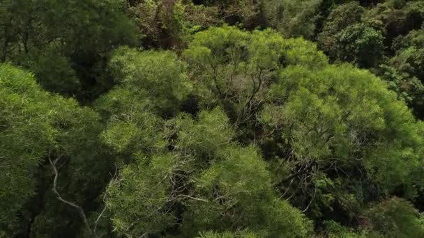 Aerial View Tropical Forest Spring — Stock Video