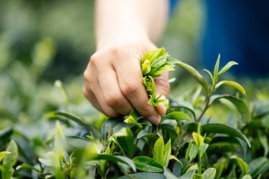 İlkbaharda ağaçtan çay yaprakları topluyorum.