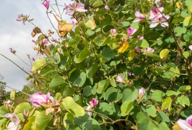 Mor Orkide Ağacı 'nın havadan görünüşü, Mor Bauhinia Pembe Çiçeği İlkbaharda Açar