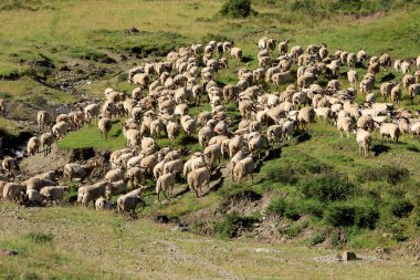 Otlakta yürüyen bir koyun sürüsü