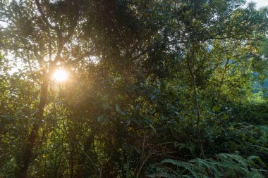 Bahar ormanlarında gün doğumu ışığı ışıldar