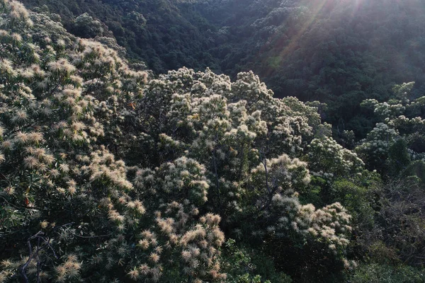 Vista Aérea Drones Del Bosque Verde Con Árboles Castanopsis Fissa — Foto de Stock