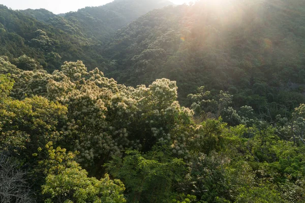 Drone Vista Aérea Floresta Verde Com Floração Castanopsis Fissa Árvores — Fotografia de Stock