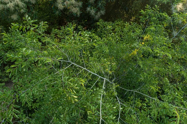 Montagne Forêt Verte Printemps — Photo