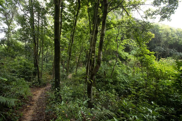 Sentiero Escursionistico Nella Foresta Primaverile — Foto Stock