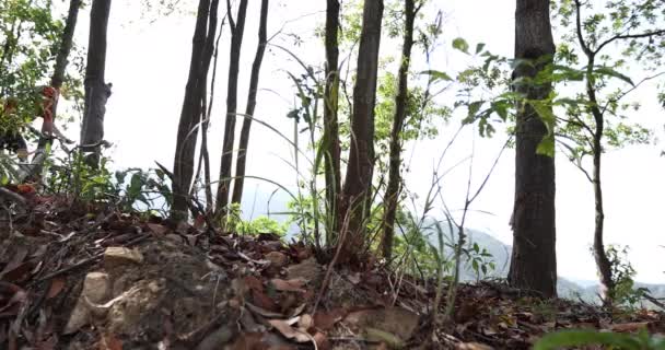 Ciclista Mulher Andando Bicicleta Floresta — Vídeo de Stock