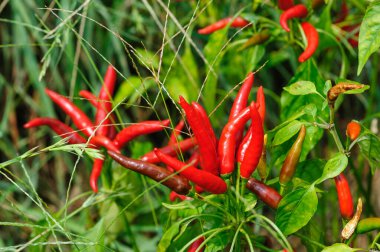 Dağlarda biber yetiştiren organik tarım