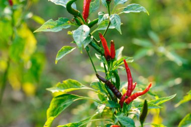 Dağlarda biber yetiştiren organik tarım