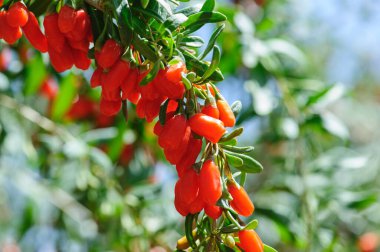 Goji meyveleri ve güneş bahçesinde bitkiler