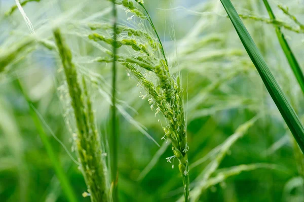 Bloeiende Rijstplant Het Veld — Stockfoto