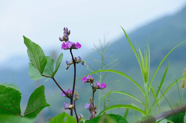 Lentilhas Plantas Crescimento Jardim — Fotografia de Stock