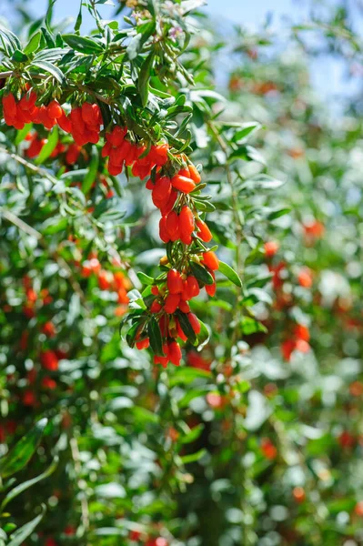 Goji Beeren Früchte Und Pflanzen Sonnenfeld — Stockfoto