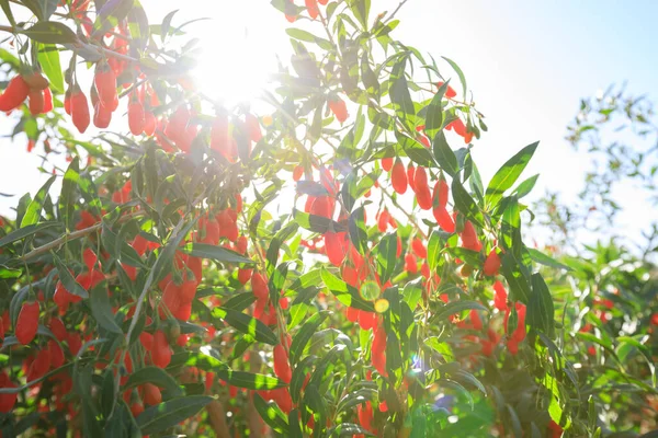 Goji Beerenfrüchte Und Pflanzen Sonnengarten — Stockfoto