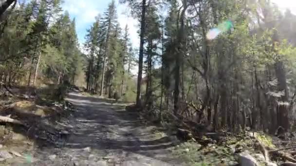 Jazda Road Car Dużej Wysokości Zakurzona Droga Górach Leśnych — Wideo stockowe
