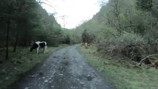 Vezetés Road Car High Height Rocky Road Forest Mountains — Stock videók