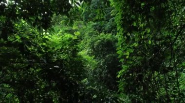 Ormandaki yeşil ağaçların havadan görünüşü