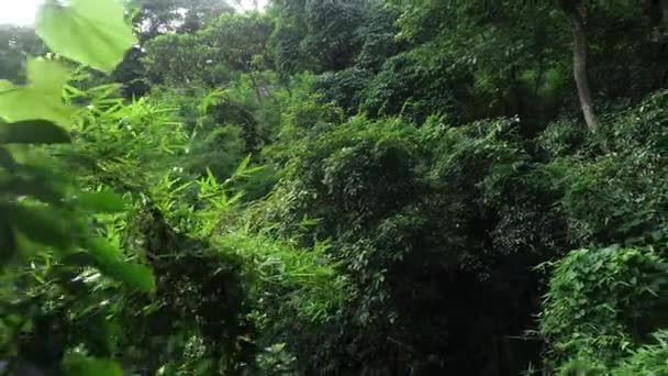 Luftaufnahme Von Grünen Bäumen Wald — Stockvideo