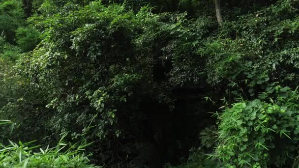Luftaufnahme Von Grünen Bäumen Wald — Stockvideo