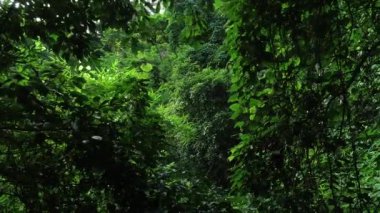 Ormandaki yeşil ağaçların havadan görünüşü