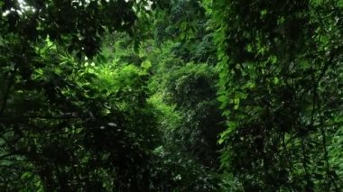 Ormandaki yeşil ağaçların havadan görünüşü