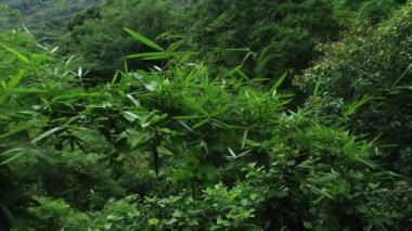 Ormandaki yeşil ağaçların havadan görünüşü