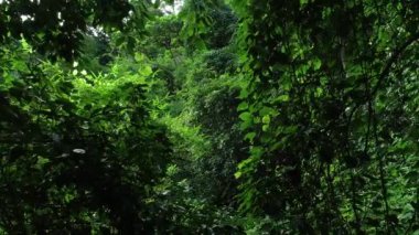 Ormandaki yeşil ağaçların havadan görünüşü